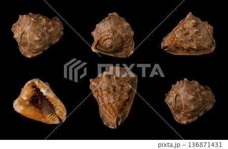 Large seashell on black background, isolated, shot from six angles close-up Large seashell on black background, isolated, shot from six angles close-up 136871431