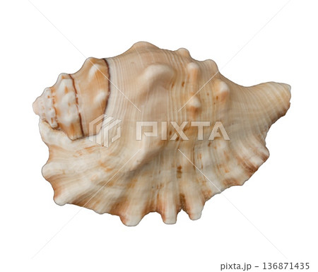 Beautiful decorative shell of natural origin 136871435