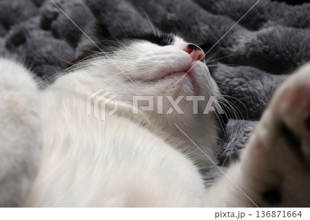 Extreme close-up of a sleeping cat face and nose showing soft fur texture and relaxed expression on a grey blanket. 136871664