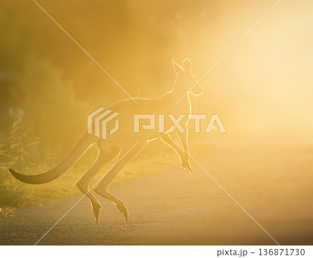Eastern Grey Kangaroo Jumping Eastern Grey Kangaroo Jumping 136871730