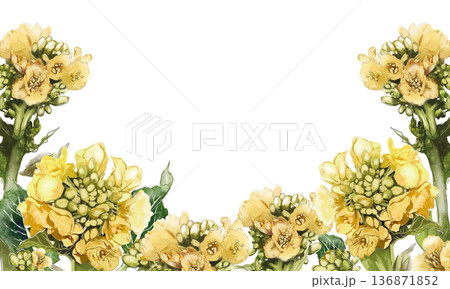 水彩で描いた菜の花のフレーム 136871852