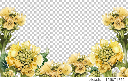 水彩で描いた菜の花のフレーム 136871852