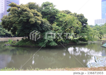 小石川後楽園の大木とビル 小石川後楽園の大木とビル 136871933