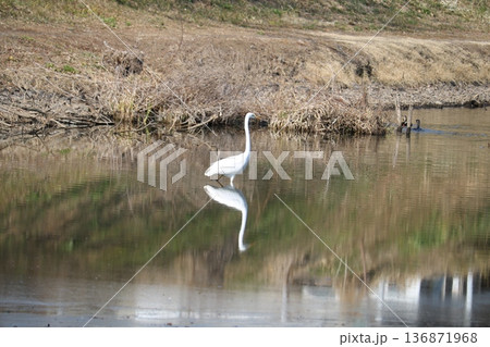 川で餌を探すシラサギ　冬の河川 136871968