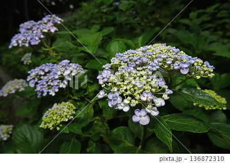 梅雨に咲く紫陽花 136872310