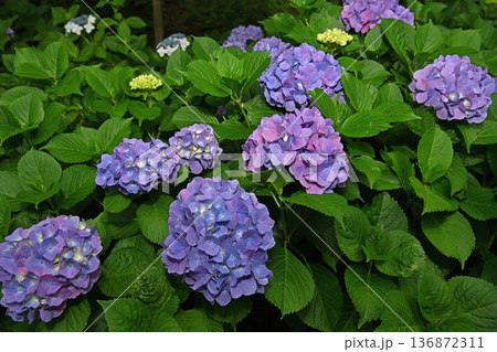 梅雨に咲く紫陽花 梅雨に咲く紫陽花 136872311