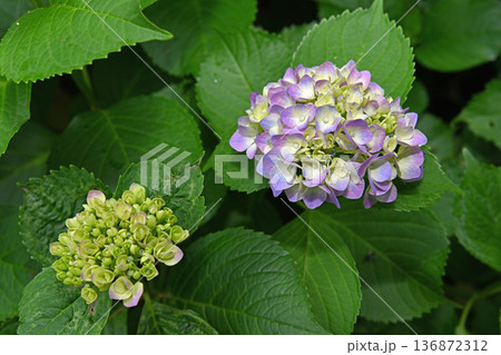 梅雨に咲く紫陽花 136872312