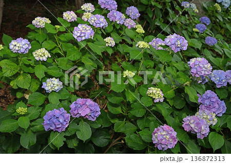 梅雨に咲く紫陽花 136872313