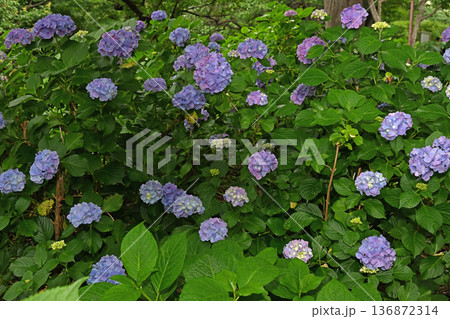 梅雨に咲く紫陽花 梅雨に咲く紫陽花 136872314