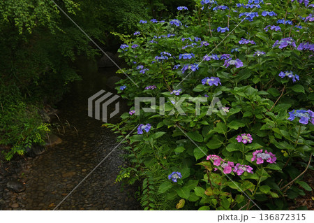 梅雨に咲く紫陽花 梅雨に咲く紫陽花 136872315