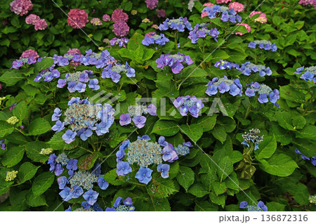 梅雨に咲く紫陽花 梅雨に咲く紫陽花 136872316