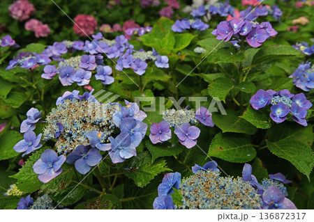 梅雨に咲く紫陽花 梅雨に咲く紫陽花 136872317