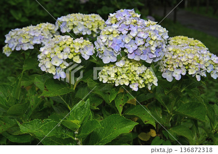 梅雨に咲く紫陽花 梅雨に咲く紫陽花 136872318