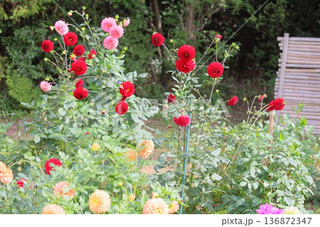 秋の公園　ダリアの花 136872347