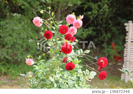 秋の公園　ダリアの花 136872348