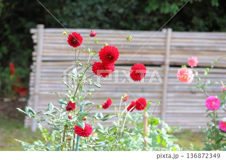 秋の公園　ダリアの花 136872349