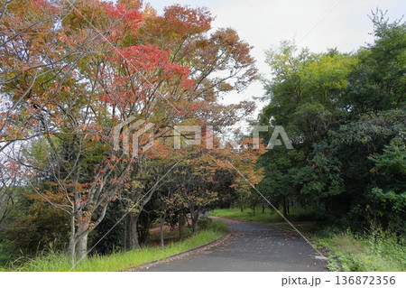 秋の公園　色づく雑木 136872356