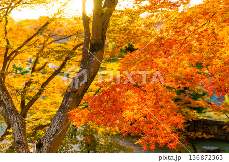 真っ赤な紅葉 もみじ 真っ赤な紅葉 もみじ 136872363