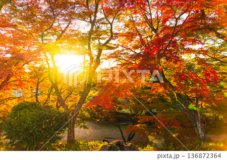 真っ赤な紅葉　もみじ 136872364