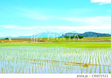 初夏の田園のハサ木・越後三山風景 136872521