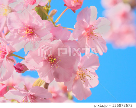 青空に映える満開の河津桜 自然風景(2026年2月) 青空に映える満開の河津桜 自然風景(2026年2月) 136872672