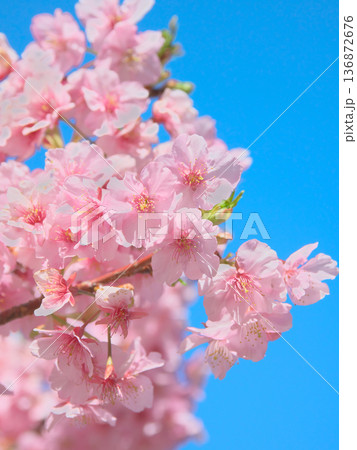 青空に映える満開の河津桜 自然風景(2026年2月) 青空に映える満開の河津桜 自然風景(2026年2月) 136872676