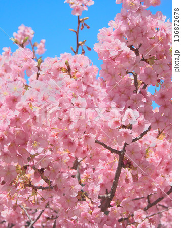 青空に映える満開の河津桜　 自然風景（2026年2月） 136872678