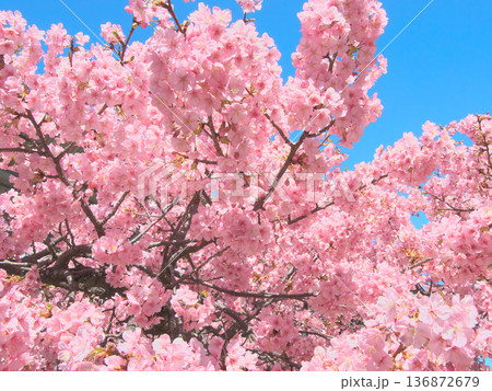 青空に映える満開の河津桜 自然風景(2026年2月) 青空に映える満開の河津桜 自然風景(2026年2月) 136872679