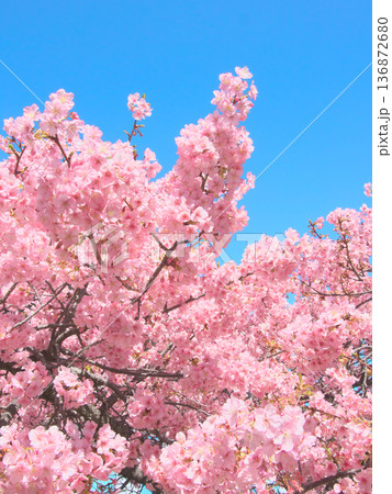 青空に映える満開の河津桜 自然風景(2026年2月) 青空に映える満開の河津桜 自然風景(2026年2月) 136872680