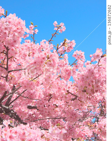 青空に映える満開の河津桜　 自然風景（2026年2月） 136872682