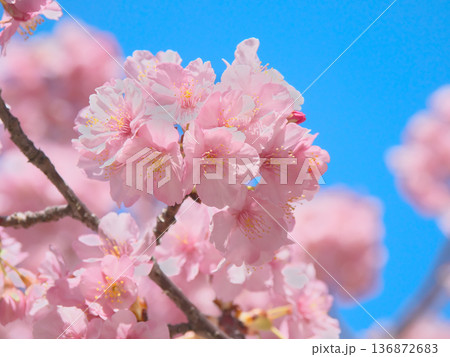 青空に映える満開の河津桜　 自然風景（2026年2月） 136872683