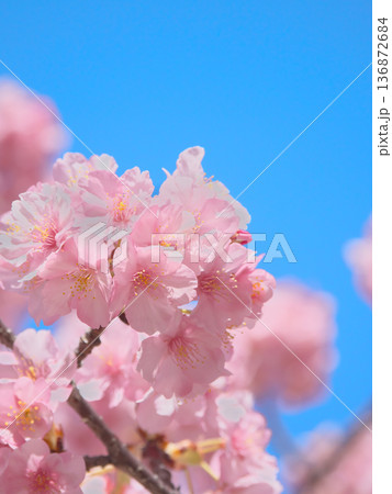 青空に映える満開の河津桜　 自然風景（2026年2月） 136872684