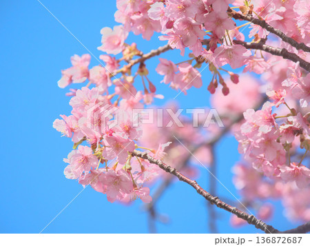 青空に映える満開の河津桜　 自然風景（2026年2月） 136872687