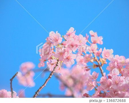 青空に映える満開の河津桜　 自然風景（2026年2月） 136872688