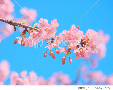青空に映える満開の河津桜 自然風景(2026年2月) 青空に映える満開の河津桜 自然風景(2026年2月) 136872689