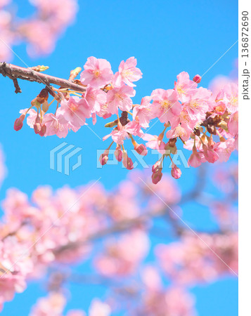 青空に映える満開の河津桜　 自然風景（2026年2月） 136872690