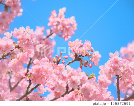 青空に映える満開の河津桜 自然風景(2026年2月) 青空に映える満開の河津桜 自然風景(2026年2月) 136872691