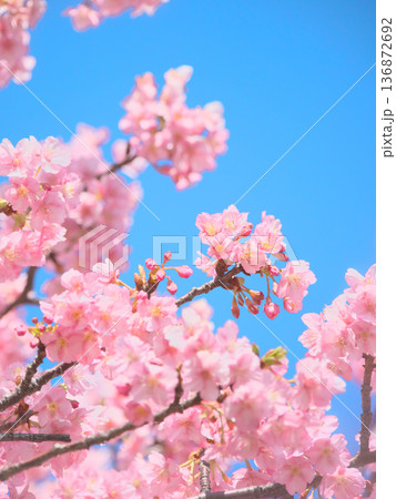 青空に映える満開の河津桜　 自然風景（2026年2月） 136872692