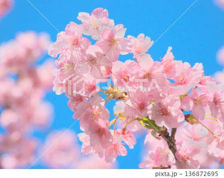 青空に映える満開の河津桜 自然風景(2026年2月) 青空に映える満開の河津桜 自然風景(2026年2月) 136872695