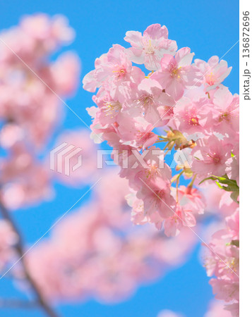 青空に映える満開の河津桜　 自然風景（2026年2月） 136872696