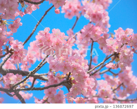 青空に映える満開の河津桜 自然風景(2026年2月) 青空に映える満開の河津桜 自然風景(2026年2月) 136872697