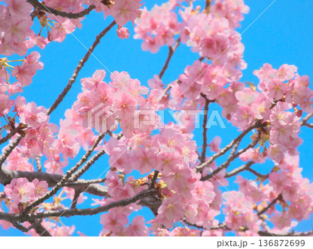 青空に映える満開の河津桜　 自然風景（2026年2月） 136872699