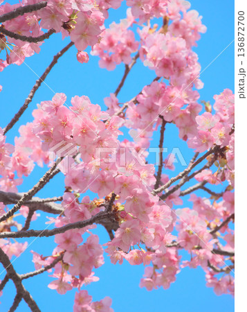 青空に映える満開の河津桜　 自然風景（2026年2月） 136872700