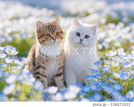 ネモフィラの花畑でくつろぐ2匹の猫 136872822