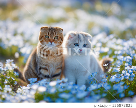 ネモフィラの花畑でくつろぐ2匹の猫 136872823