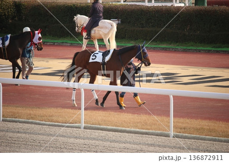 笠松競馬場のパドックを周回する競走馬 引き馬で落ち着かせる出走前の風景 笠松競馬場のパドックを周回する競走馬 引き馬で落ち着かせる出走前の風景 136872911