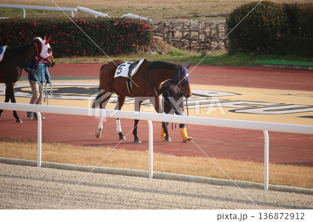 笠松競馬場のパドックを周回する競走馬 136872912