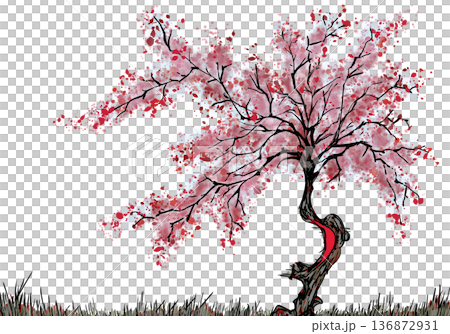 紅櫻花 紅櫻花 136872931
