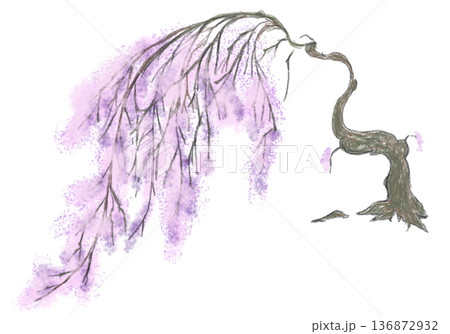 しだれ桜 136872932