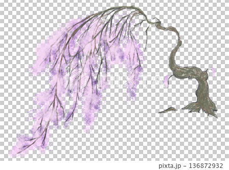 Weeping cherry tree Weeping cherry tree 136872932